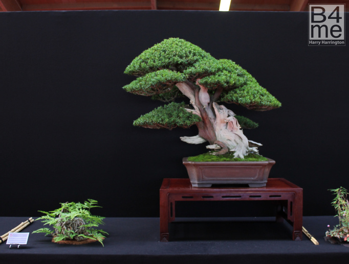 yew bonsai